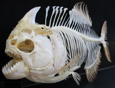 Скелет рыбы иллюстрация вектора. иллюстрации насчитывающей  ð¸ð·oð»ð¸ñ€oð²ð°ð½o - 205500132