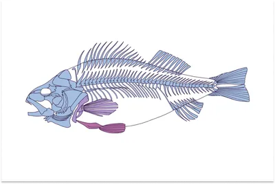 Заготовка для творчества \"Скелет рыбы\" - Совместные покупки Город Друзей -  цены как для друга!