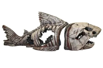 Скелет иглобрюхой рыбы | Пикабу