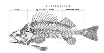 из каких отделов состоит скелет рыбы? - Школьные Знания.com