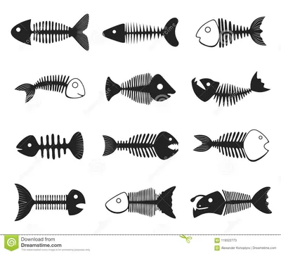 Комплект скелета рыб иллюстрация вектора. иллюстрации насчитывающей  coð±ñ€ð°ð½ð¸ðµ - 119322773