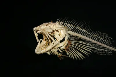 Скелет рыбы фугу | Смотреть 41 фото бесплатно