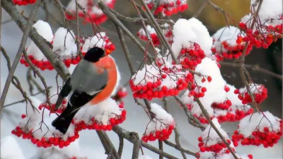 Фото снегирей | Снегирь, Домашние птицы, Зимние растения