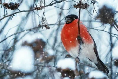 Зимние птички картинки - 71 фото