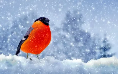 Обои на монитор | Зима | Снегирь, птицы мира, арт, зима