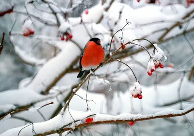 в снегопад#калина #подмосковье #птицы #снег #снегири #снегирь #фотоохота в  2023 г | Снегирь, Птицы, Животные