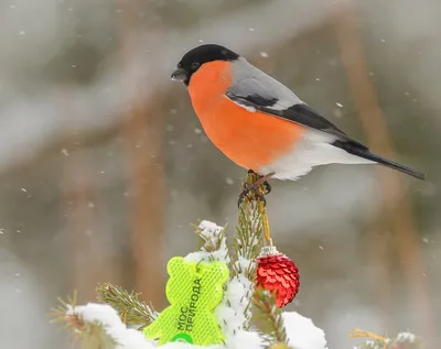 Снегири в городе: красногрудых вестников зимы заметили на природных  территориях | Мосприрода | Дзен