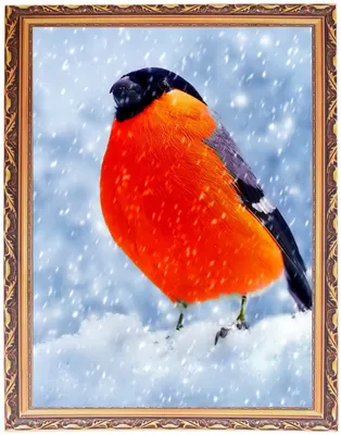 Алмазная мозаика \"Снегирь на снегу\" 30x40 см - на подрамнике с фанерой и  рамкой — купить в интернет-магазине по низкой цене на Яндекс Маркете