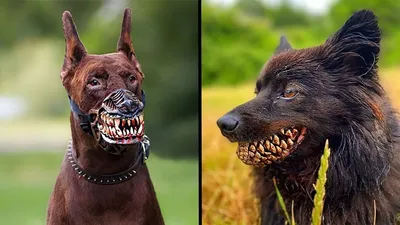 Бойцовские собаки: история возникновения бойцовских пород, особенности  характера, опасны ли бойцовые собаки