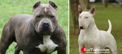 В Турции запретили держать 4 породы бойцовских собак - Рамблер/новости