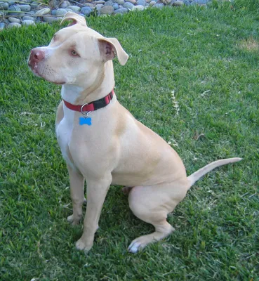 File:American Pit Bull Terrier - Seated.jpg - Wikimedia Commons