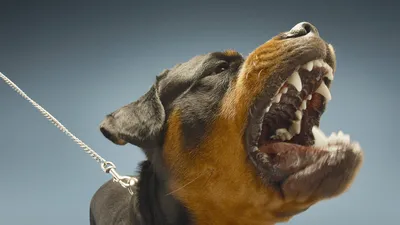 10 самых опасных и злых пород собак в мире - YouTube