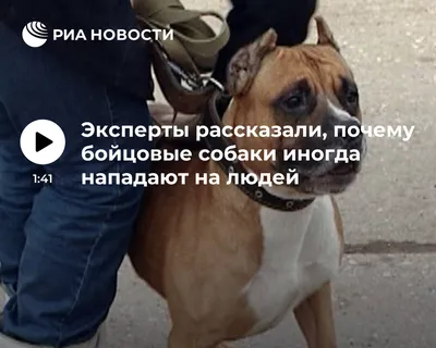 Особые правила выгула и содержания собак бойцовских пород | РО ПП  \"Справедливая Россия\" в РБ | Дзен