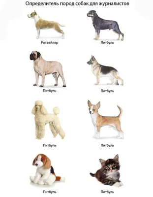 Новый закон о бойцовых породах собак | Dogs Inc | Дзен
