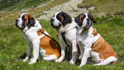 Собак породы сенбернар фото