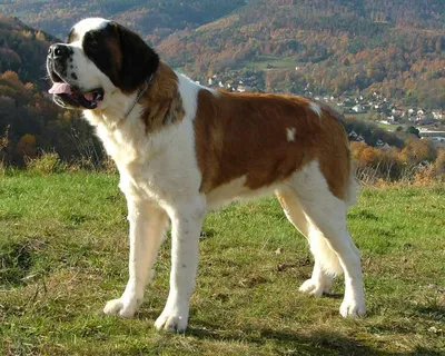 Сенбернар (Saint Bernard) - это порода собак известная во всем мире.  Описание, отзывы, фото породы.