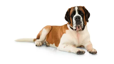 Сенбернар: фото собаки, описание и характер породы - Purina ONE®