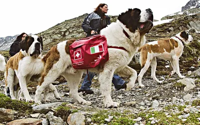Сенбернар: удивительная порода собак-спасателей | Приключения натуралиста |  Дзен