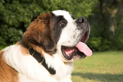 Сенбернар - описание породы собак: характер, особенности поведения, размер,  отзывы и фото - Питомцы Mail.ru