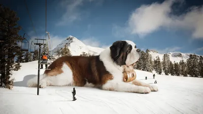Обои сенбернар, щенок, собака породы, снег, замерзая WQHD, QHD, 16:9  бесплатно, заставка 2560x1440 - скачать картинки и фото