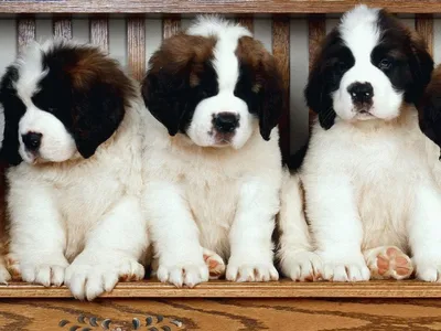 Сенбернар: фото собаки, описание породы, цена щенков и уход