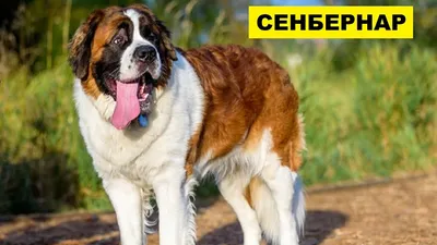 Собака Сенбернар плюсы и минусы породы | Собаководство | Порода Сенбернар -  YouTube