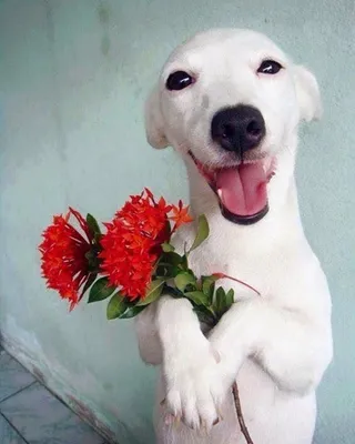 Собаки с цветами в зубах фото