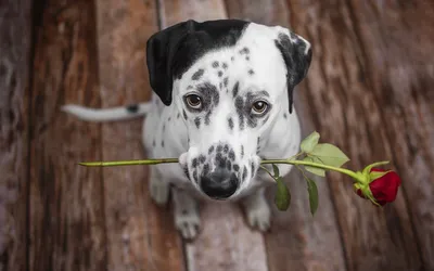 Порода собаки роза (65 фото) - картинки sobakovod.club