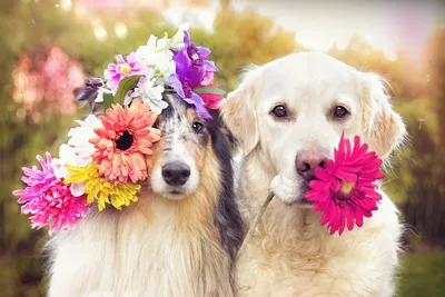 Собака с букетом цветов - 52 фото