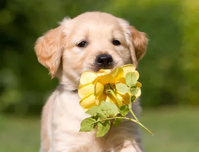 Фото Собака держит в зубах желтую розу