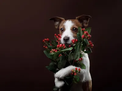 Собака с цветами в зубах (31 фото)