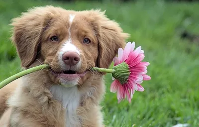 Собака с цветами в зубах (31 фото) | Собаки, Ретривер, Щенок
