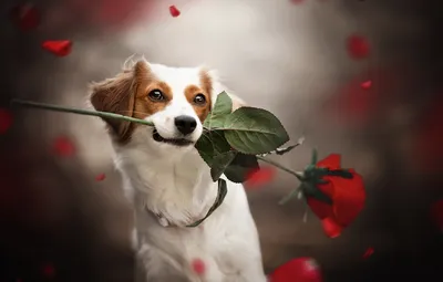 Собака с розой в зубах - 31 фото: смотреть онлайн