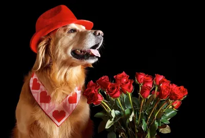 Собака с цветком в зубах | Смотреть 38 фото бесплатно