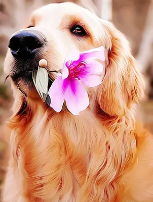 Собака с цветком - 85 фото