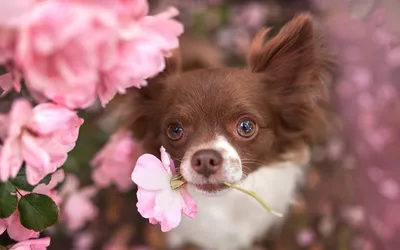 Милая собака с цветком в зубах | Обои для телефона