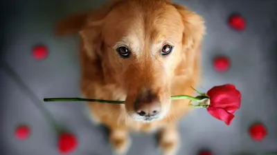 Собака с цветком в зубах - 58 фото