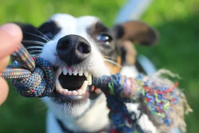 Сколько зубов у собак: норма, правила ухода - PurinaONE.ru
