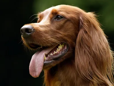 Уход за зубами собаки: 5 правил и 9 мифов