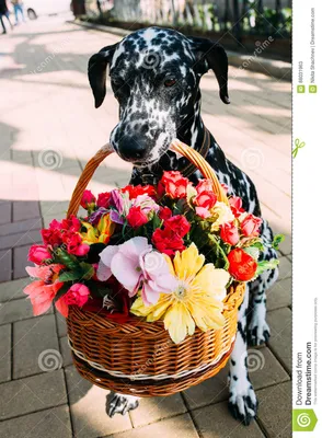 Собака держит в корзине зубов с цветками Стоковое Изображение - изображение  насчитывающей ðºoñ€ð·ð¸ð½ñ‹, ñƒð: 88031963