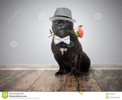 Смешная собака с цветком в его рте Стоковое Изображение - изображение  насчитывающей ð¿oñ‚ðµñ…ð°, ñ„ñ€ð°ð½ñ†ñƒð·ñ ðºo: 104246417