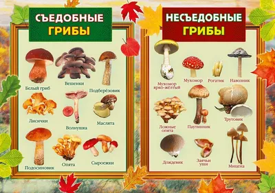 Несъедобные грибы (61 лучших фото)
