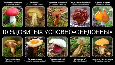 Самые съедобные грибы – список, названия, описание, фото и видео - «Как и  Почему»