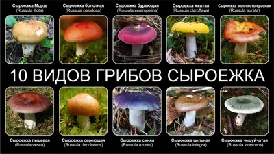 Грибы Подмосковья - [съедобные и ядовитые грибы], фото с названиями и  описанием, где растут