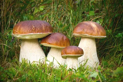 Самые распространенные съедобные грибы - Михаил Вишневский