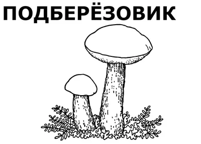 Съедобные грибы: белый, подосиновик, подберезовик. Описание, фото, полезные  советы! | Интересное