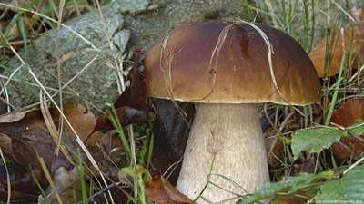 ГРИБЫ | Виды грибов: съедобные, несъедобные | Названия грибов | Изучаем  грибы | -ЧАСТЬ 1- - YouTube
