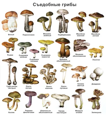 Съедобных грибов с названиями фото