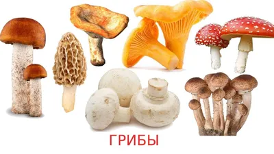 Самые популярные условно съедобные грибы: список, названия, фото и видео -  «Как и Почему»