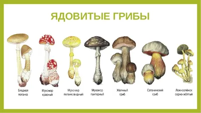 Ядовитые и несъедобные грибы - 37 фото